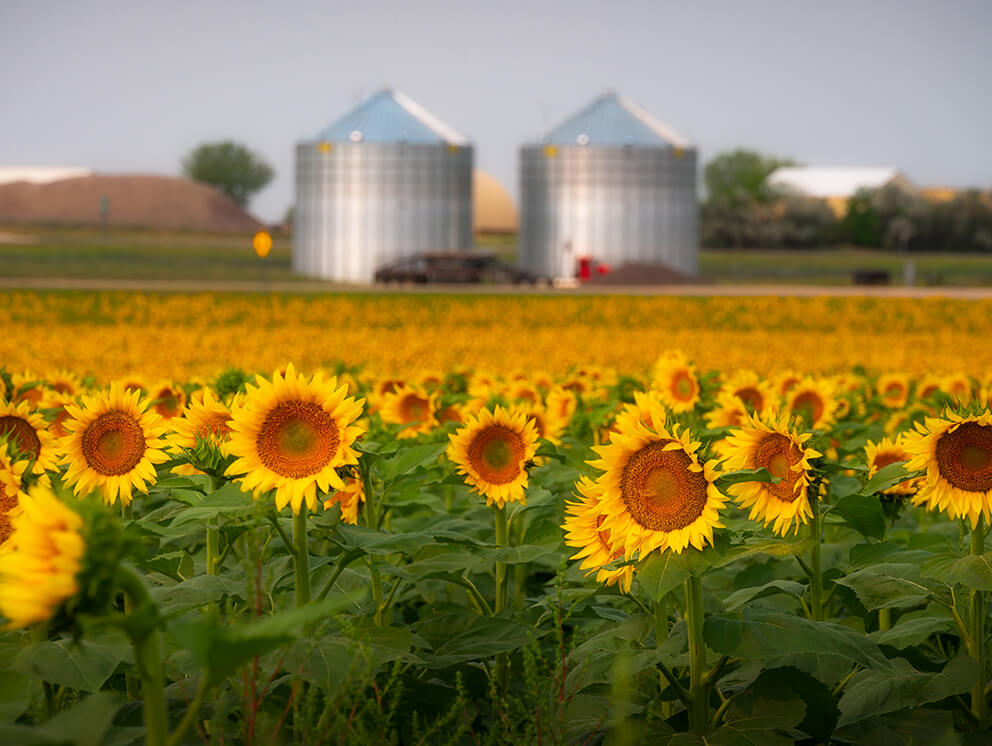 Sunflower field.