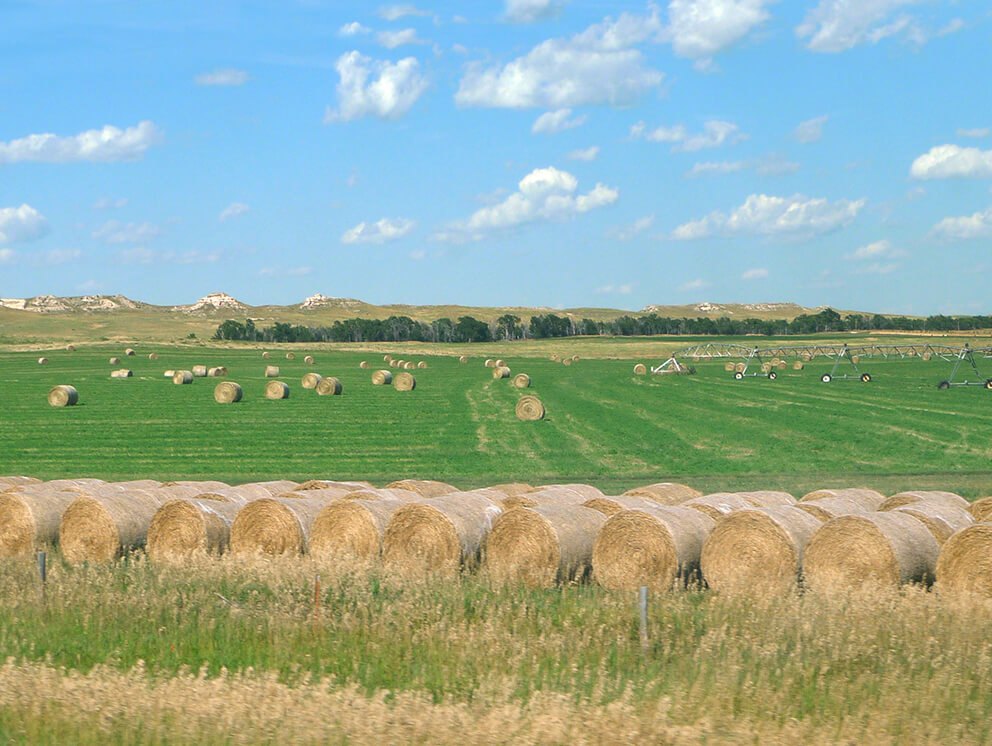 Field of baled hay.