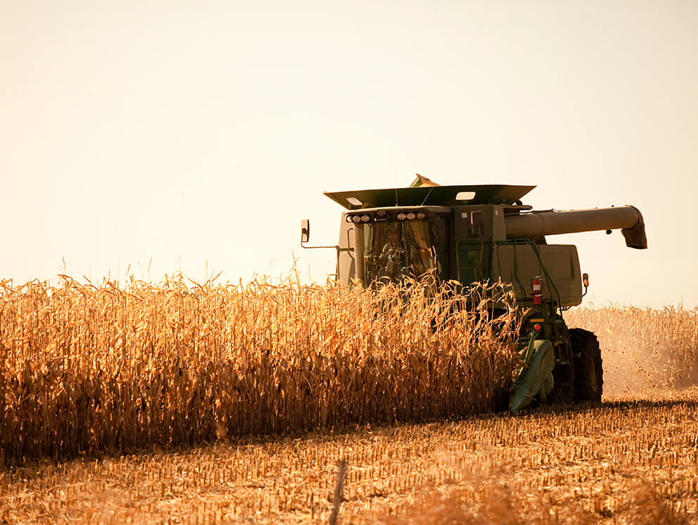 Harvesting corn with a combiner.
