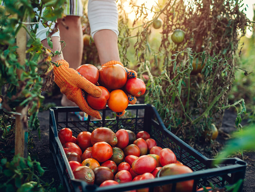 Organic farm vegetables. 